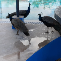 фото из отзыва ID 2693867