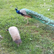 фото из отзыва ID 2693867