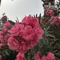 фото из отзыва ID 2694045