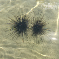 фото из отзыва ID 2694199