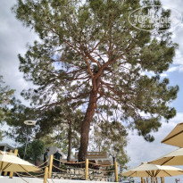 фото из отзыва ID 2694288