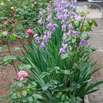 фото из отзыва ID 2694590