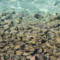 фото из отзыва ID 2694606