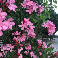 фото из отзыва ID 2694792