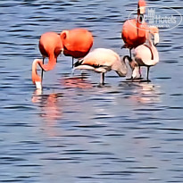 фото из отзыва ID 2695015