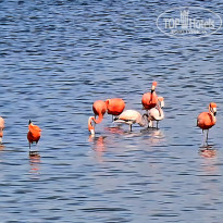 фото из отзыва ID 2695015