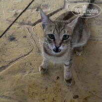 фото из отзыва ID 2695529