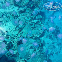 фото из отзыва ID 2695575