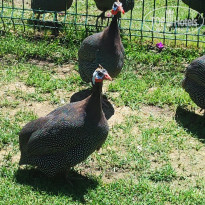 фото из отзыва ID 2695776