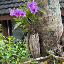 фото из отзыва ID 2695913