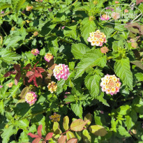 фото из отзыва ID 2695951