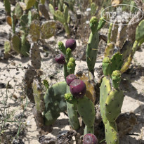 фото из отзыва ID 2693610