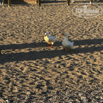 фото из отзыва ID 2695977