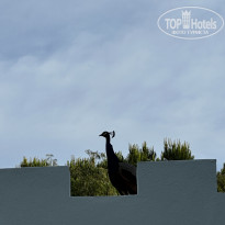 фото из отзыва ID 2695977