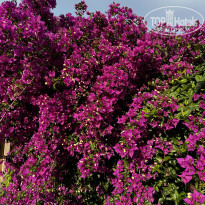 фото из отзыва ID 2695977