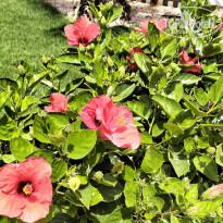 фото из отзыва ID 2696064