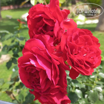 фото из отзыва ID 2696074