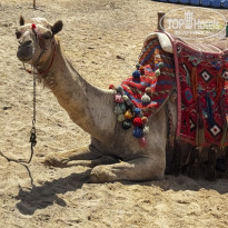 фото из отзыва ID 2696091