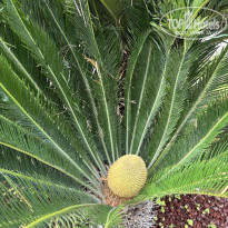 фото из отзыва ID 2696260