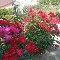 фото из отзыва ID 2696318
