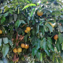 фото из отзыва ID 2696351