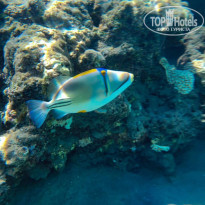 фото из отзыва ID 2696475