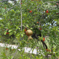 фото из отзыва ID 2696569