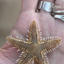 фото из отзыва ID 2696699