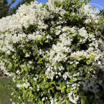 фото из отзыва ID 2696720