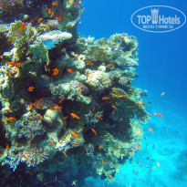 фото из отзыва ID 2697183