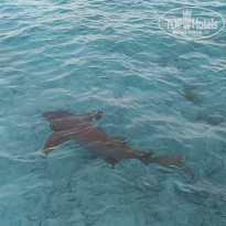 фото из отзыва ID 2697192