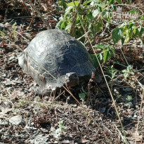 фото из отзыва ID 2697268