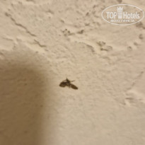 фото из отзыва ID 2697899