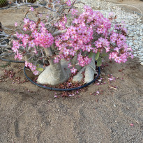 фото из отзыва ID 2698004