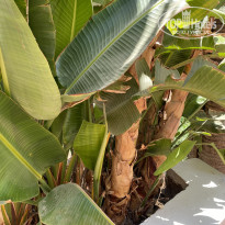 фото из отзыва ID 2698004