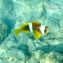 фото из отзыва ID 2698004