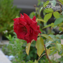 фото из отзыва ID 2698458