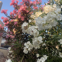 фото из отзыва ID 2698542