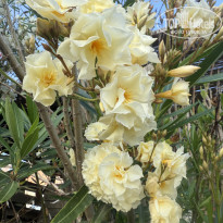 фото из отзыва ID 2698542