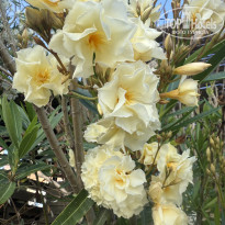 фото из отзыва ID 2698542