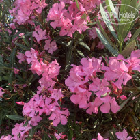 фото из отзыва ID 2698670