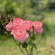 фото из отзыва ID 2699100