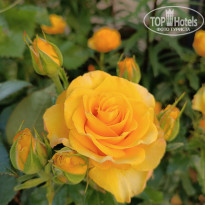 фото из отзыва ID 2699132