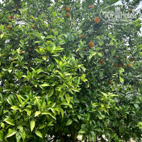 фото из отзыва ID 2699382