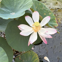 фото из отзыва ID 2699700