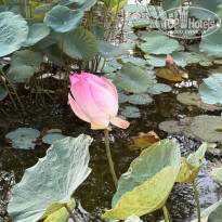 фото из отзыва ID 2699700