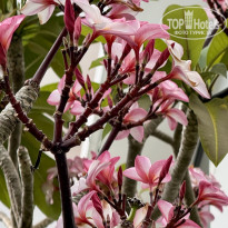 фото из отзыва ID 2699700