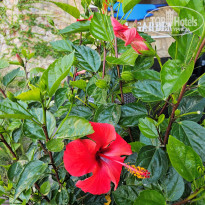 фото из отзыва ID 2699947