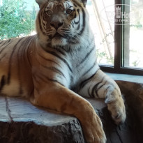 фото из отзыва ID 2698219