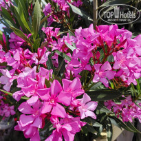 фото из отзыва ID 2700411